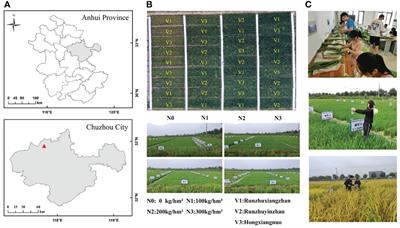 Estimation of the rice aboveground biomass based on the first derivative spectrum and Boruta algorithm